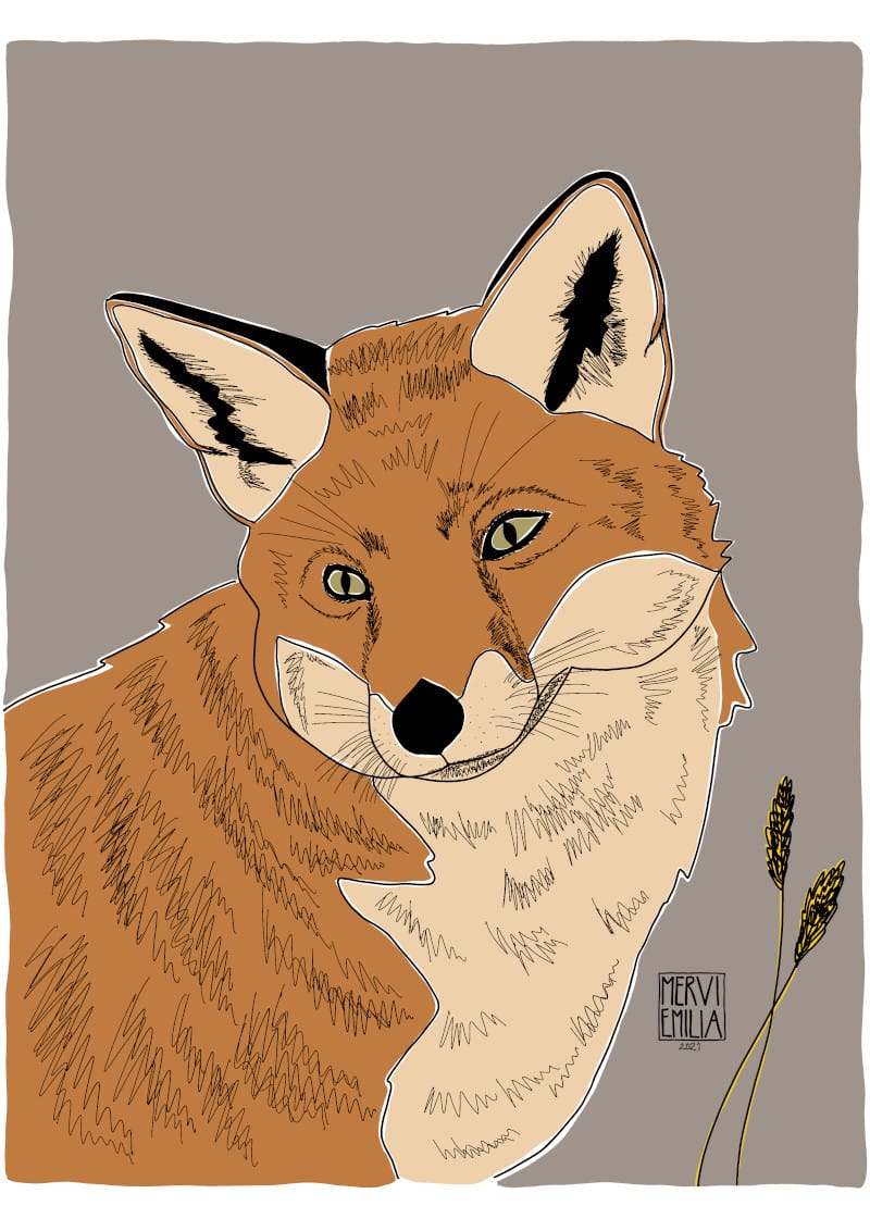 Interested Fox, a simplistic colour block and line drawing style illustration of a brown orange fox looking inquisitively over it's shoulder at a foggy late summer field of yellow grain by Mervi Emilia Eskelinen